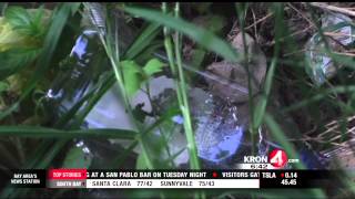 People Behave Badly Along the Banks of San Pablo Creek