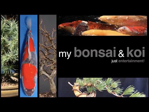 Das gibt es bei "my bonsai & koi"