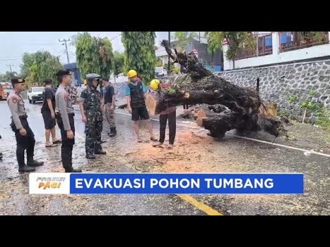 POLRES MAJENE EVAKUASI POHON TUMBANG