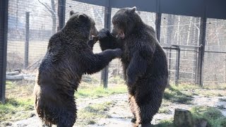 Wildwood's rescued bears meet for first time & a 'bromance' blossoms