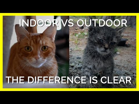 The Difference Between Indoor & Outdoor Cats Is Clear
