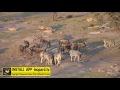 Zebras And Blue Wildebeest