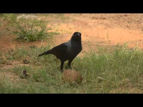Capture of Srilankan Crow at Pasikuda