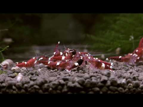 Red Kink Kong / Ruby red Shrimps