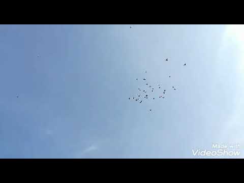 Birmingham Roller Pigeon 2019.08.26.