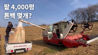 콤바인으로 팥 탈곡하기 (약 4000평 수확량은..?)