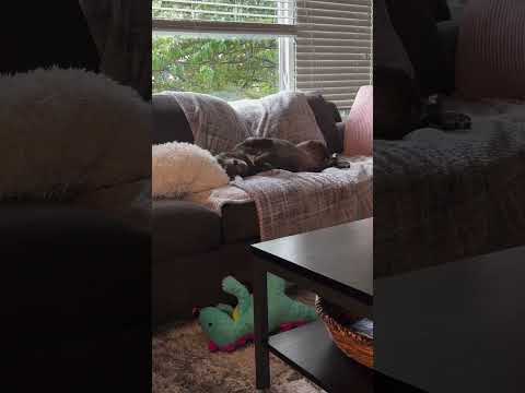 Sunday morning included breakfast Puppaccino, playtime so obviously a temper for no reason is needed