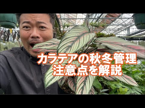 サフラン カラテア、開花カラテア、カラテア クロカタ