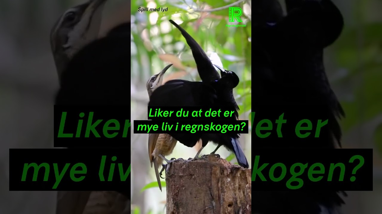 Fugledans Kickad