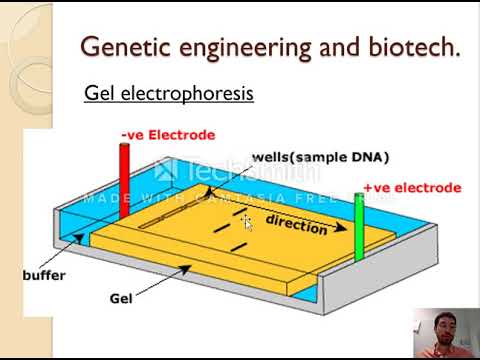 3.5 - Genetic modification and biotechnology (1/2)