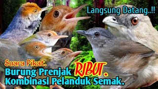 Download lagu SUARA PIKAT,‼️ BURUNG PRENJAK RIBUT KOMBINASI PELANDUK SEMAK. AUTO LANGSUNG DATANG.. mp3