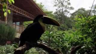 preview picture of video 'Inside the Toucan Aviary at La Paz Waterfall Gardens'
