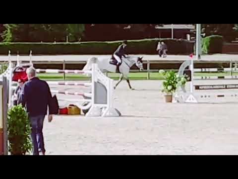 Holsteiner gelding, 2009, Clarimo - Carano - Carpaccio