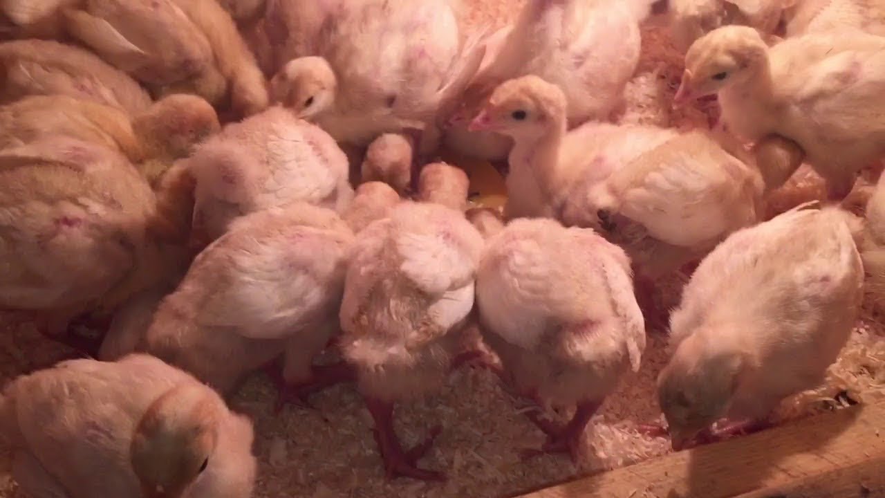 Купить Цыплят Индюшат В Московской Области