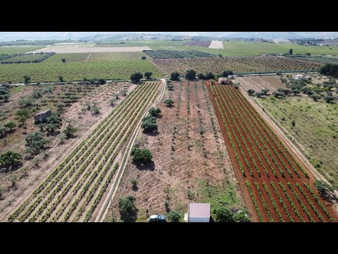 DJI Mini 2 SE - Test primo volo