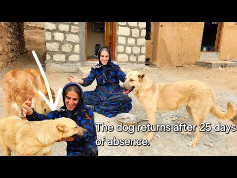 Incredible Moment Loyal Dog's Return Shocks Everyone