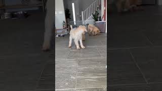 Labradoodle Puppies Videos