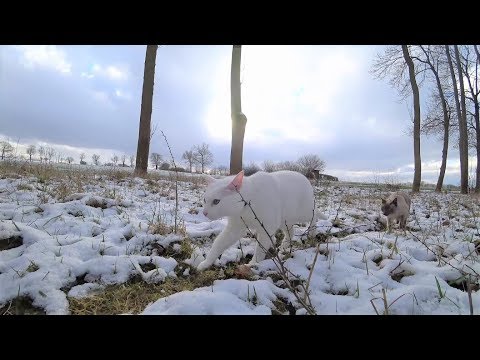 Noisy Siamese Cats explore a New Forest/Meadow in Snow & see Helicopter (Off-Leash)