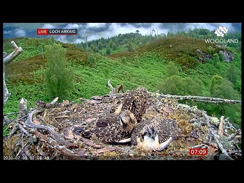 Three Osprey chicks - first names suggested (Loch Arkaig) (3) (Scotland/(UK)) BBC News 9th July 2020