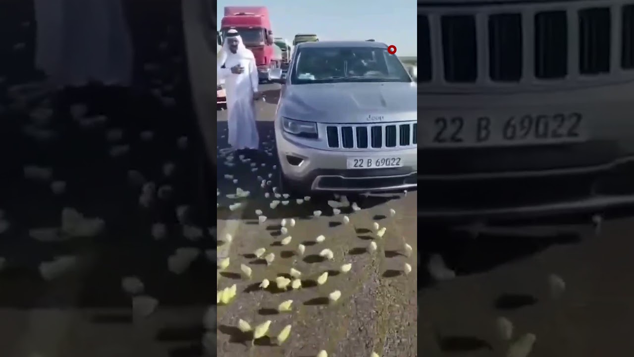 فيديو | انقلاب سيارة محملة بـ"الكتاكيت" على طريق بغداد- كركوك