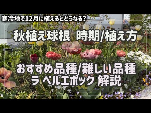 カラフルな庭のシャクナゲに植える球根