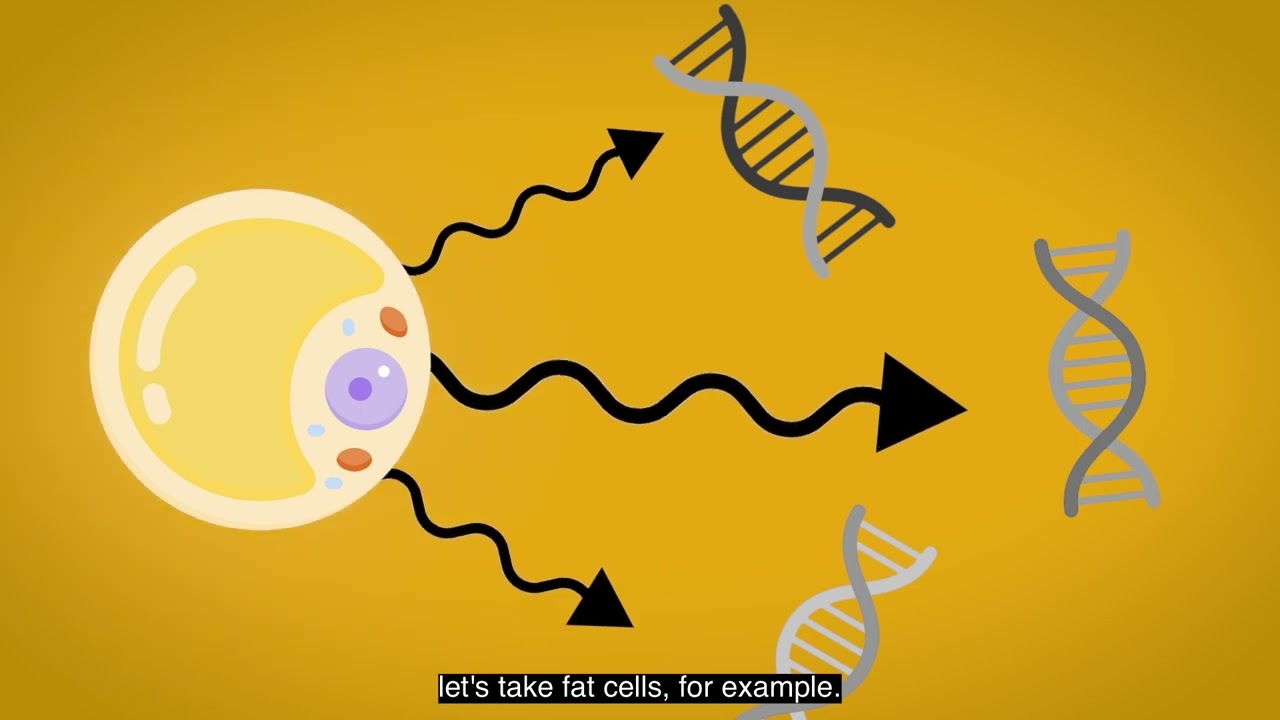 How obesity can damage DNA and lead to cancer?
