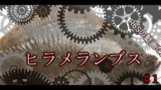 【ゆっくり】バカがやるレインボーシックスシージ実況