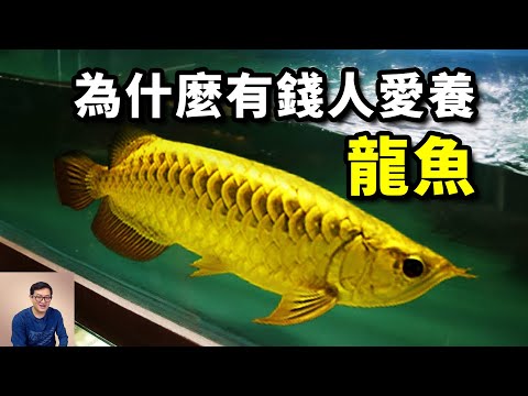 龍魚
