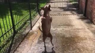 Web Specialists, Inc. - LUCY The Water Dog