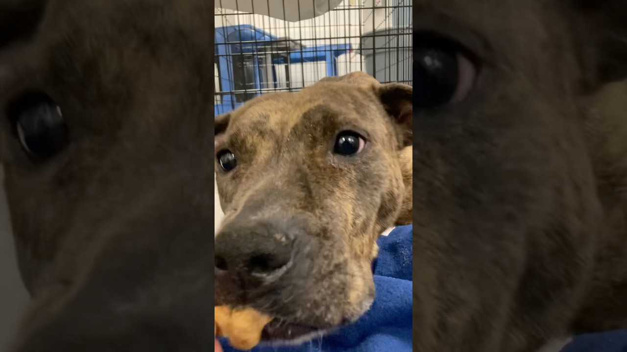 Enlarge Doctor Beef, a Adoptable Mixed Breed in Philadelphia, PA video 6/6
