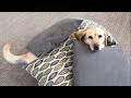 Stella Steals Pillows