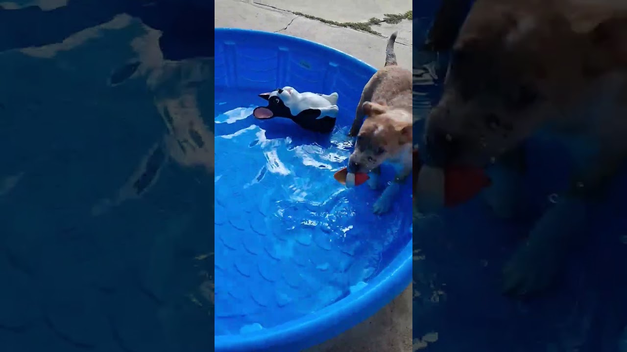 Enlarge Chief, an adopted mixed breed in Southport, CT video 2/5