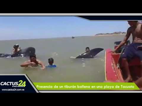 REPORTAN LA PRESENCIA DE UN TIBURÓN BALLENA EN UNA PLAYA DE TACUATO