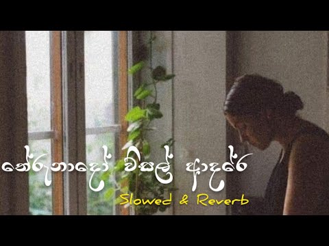 Therunado Wisal Adare (තේරුනාදෝ විසල් ආදරේ)  By NoAh  Music (Slowed & Reverb)