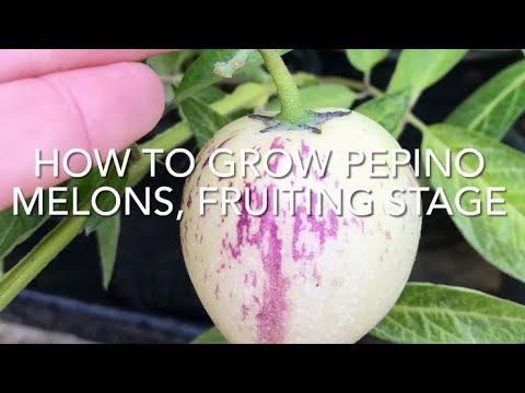 How To Grow Pepino Melon Fruiting Stage, Growing Pepino Fruit, Vegetable Gardening