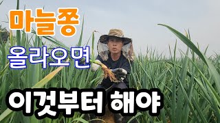 마늘 굵게 하려면 마늘쫑 올라오기전 이것 꼭해야