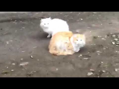 OMG Persian cat sleeping at the street