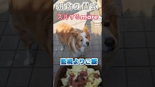 朝食の楽しい儀式!!　#ボーダーコリー　#可愛い動物 #癒し系