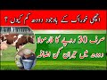 How To Increase Cow Milk Importance Of Calcium And DCP Powder Dairy Animals Feed Formulation