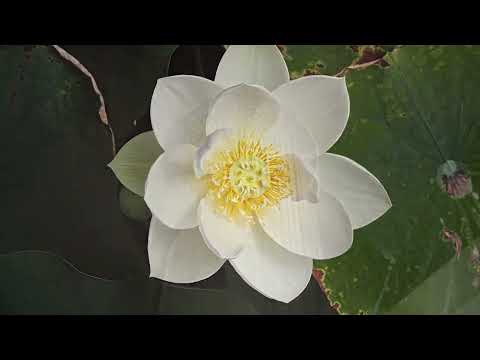 Hansa Aurelia - Hlavová sprcha 25x25 cm, chrom 47260340