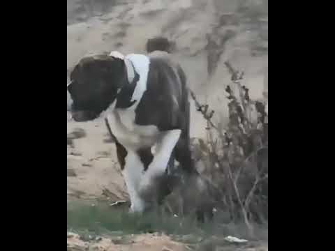 Samson the biggest Alabai in the world. 130 k