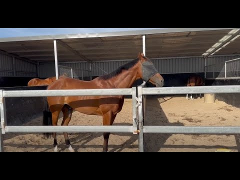 Taramansour Update I 120624