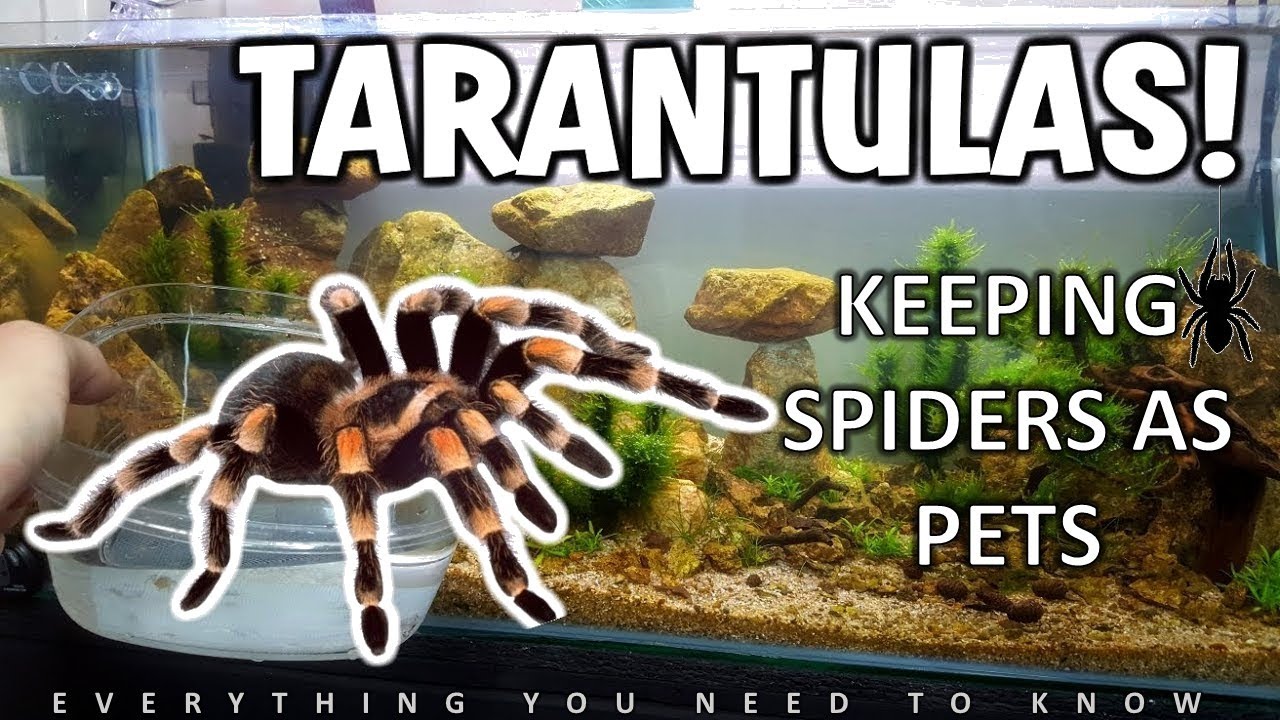 WATCH THIS VIDEO BEFORE YOU BUY A PET SPIDER - Tarantulas | Knowing & Caring