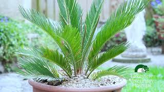 Pet Care Insights - Sago Palm is a toxic tree for Dogs