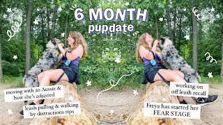 Life With a 6 Month Australian Shepherd! | How She's Doing + Training Q&A | 6 Month Pupdate