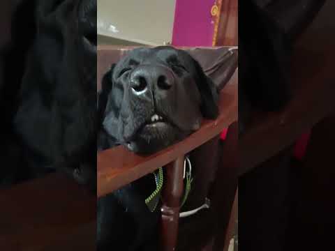 Jimmy Charge Ho Rahi Hai 😂♥️♾️🕉️ #dogs #labrador #funnydogs #dogshorts #shorts