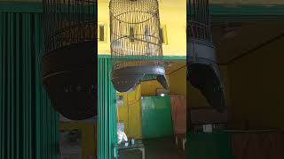 Download lagu kenari Rasa ciblek Lovebird mp3 Download lagu kenari Rasa ciblek Lovebird mp3