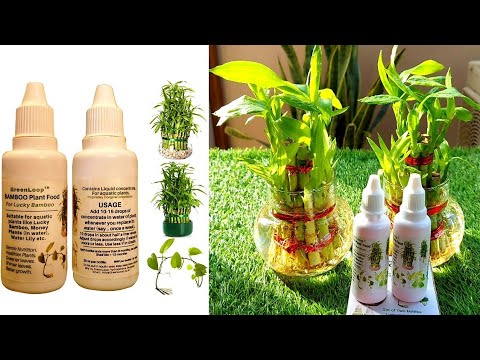How to use green loop fertilizer for lucky Bamboo and Aquatic plants लक्की बेंबू फर्टीलाइजर Video