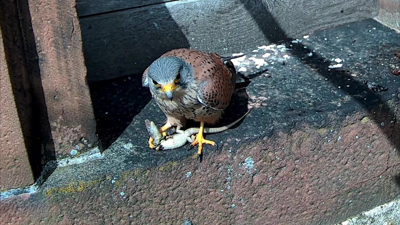 Turmfalke frisst große Eidechse |