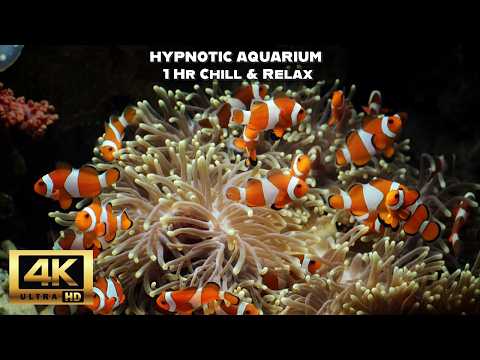 🔥 Lofi Music & EPIC Aquarium Views | 1Hr Chill for Sleep, Study & Pets 🐟🌊 4K UHD Screensaver🎧